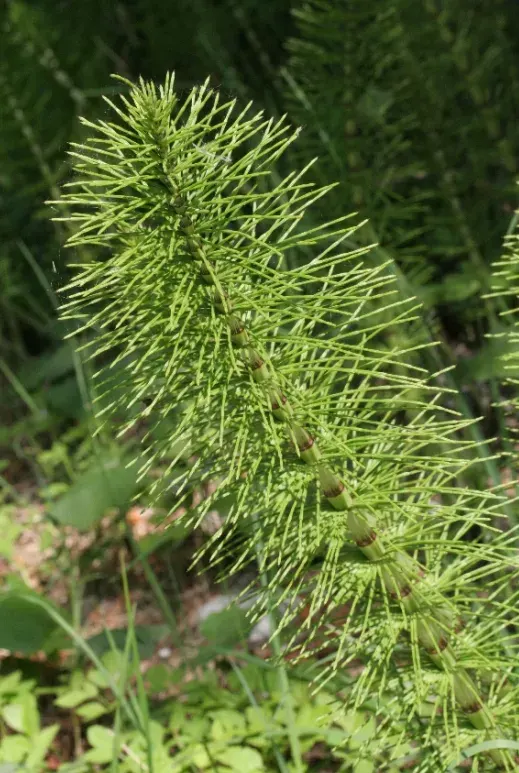 La carte Equisetum telmateia
