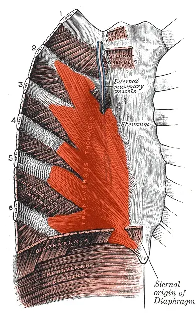 The Transversus thoracis muscle card