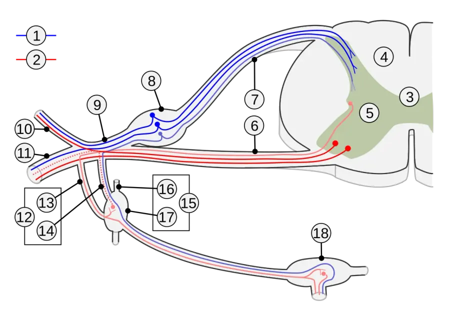 La carte Nerf spinal