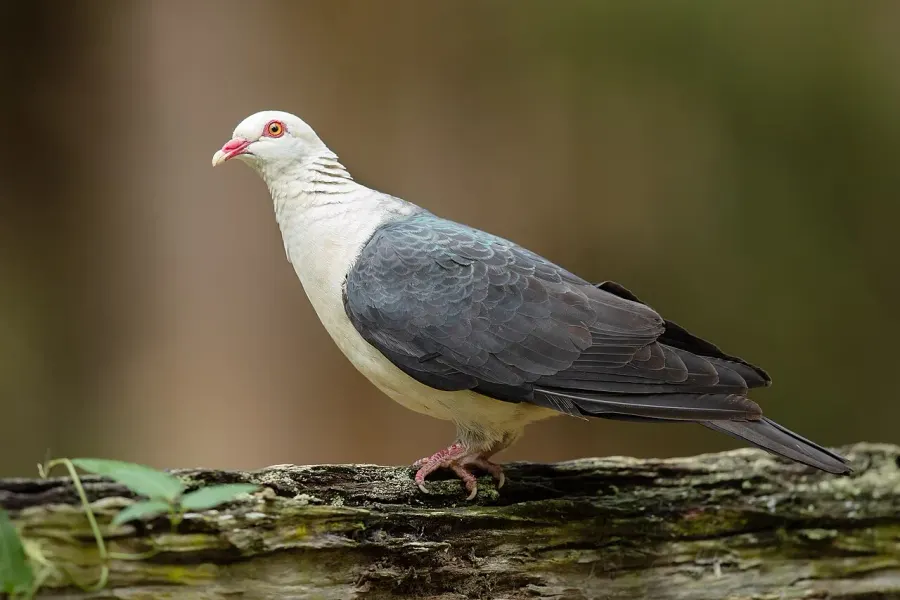La carte Pigeon leucomèle