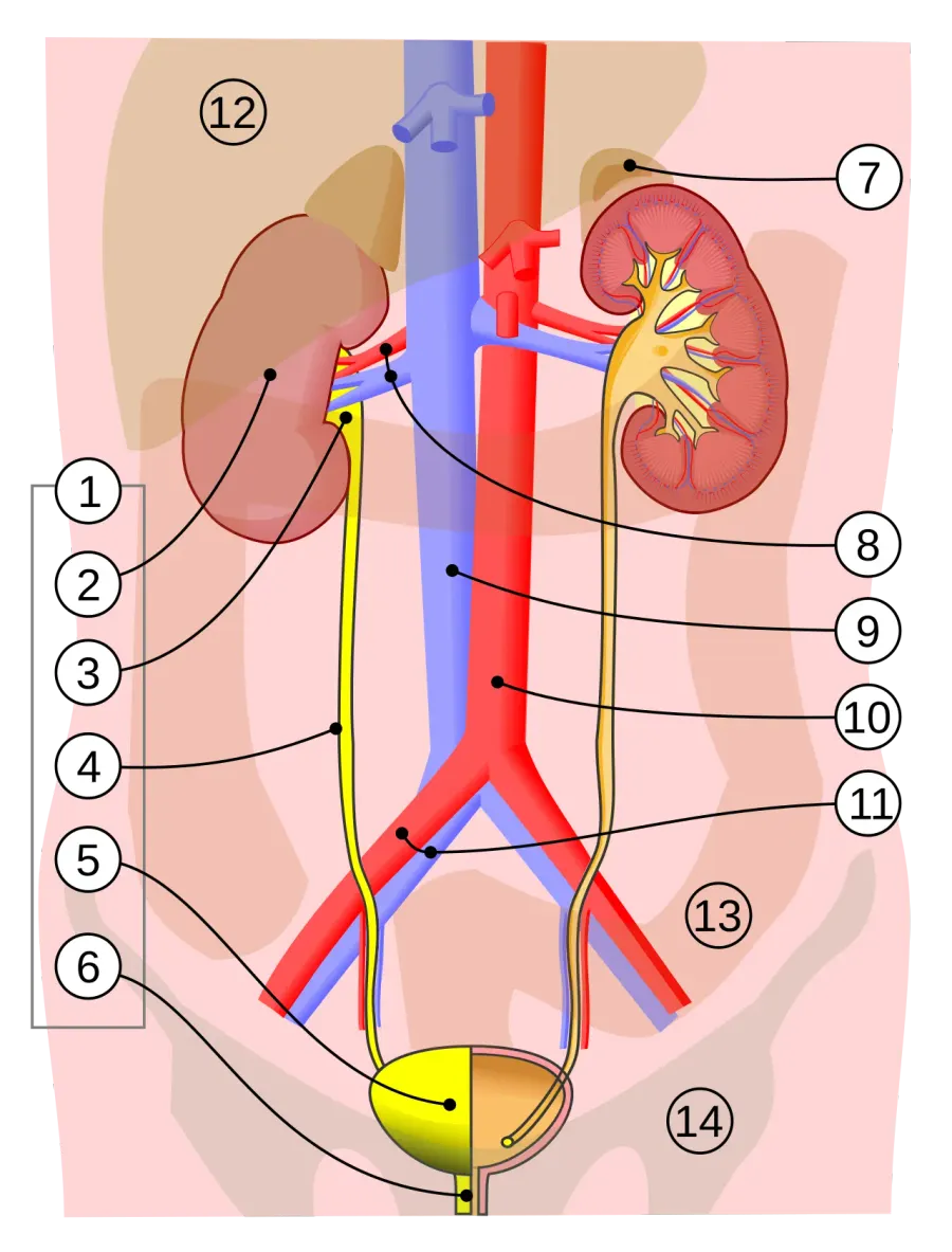 The Bladder card