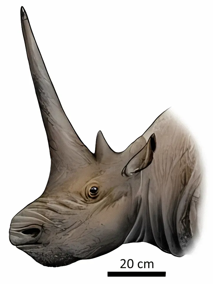 The Sinotherium card