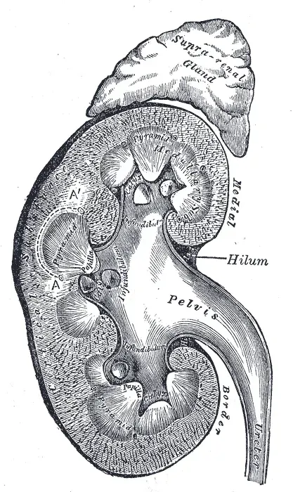 La carte Uretère
