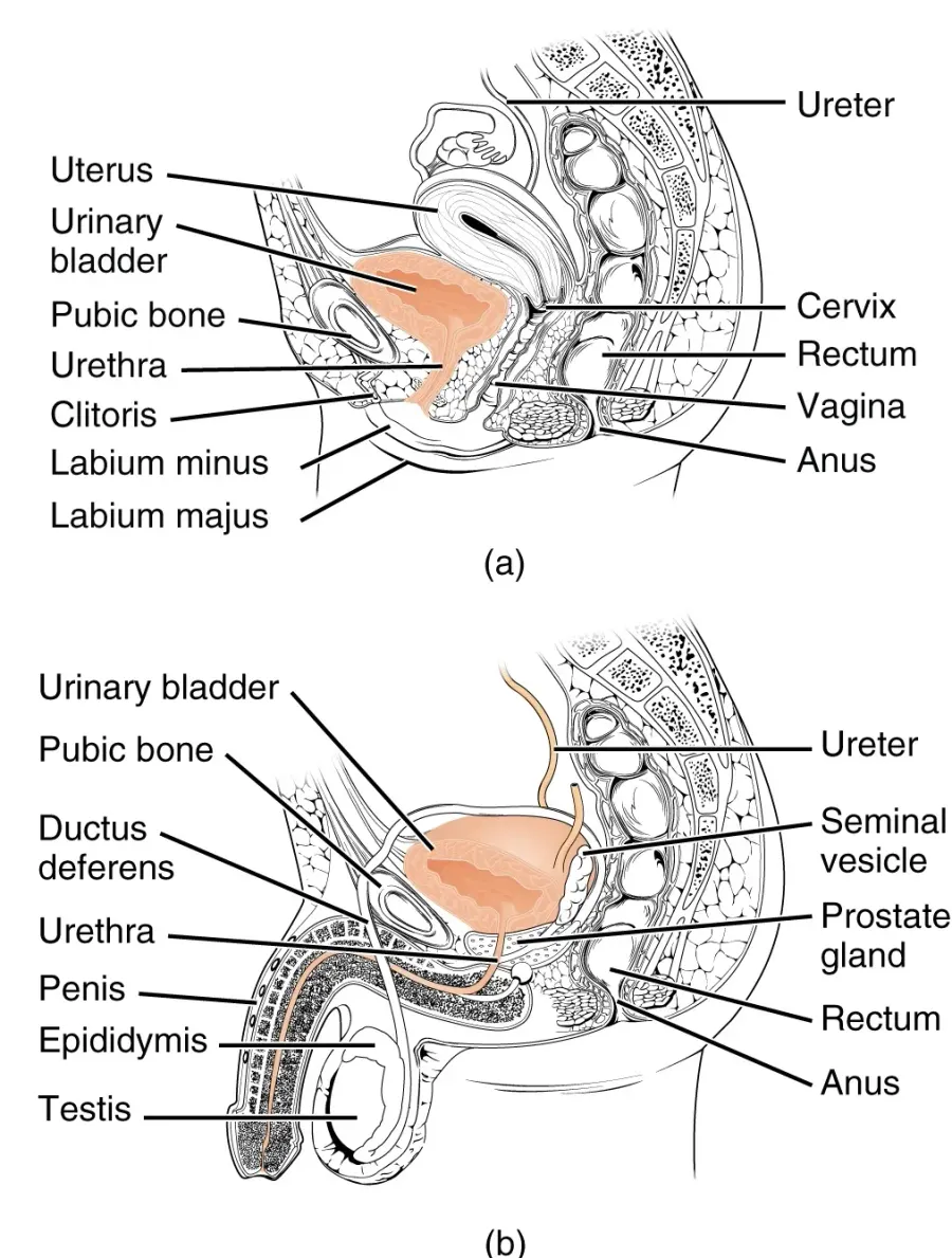 The Urethra card