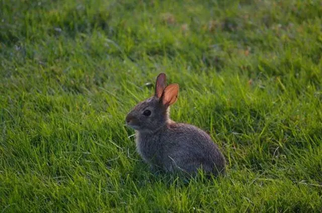 La carte Lapin