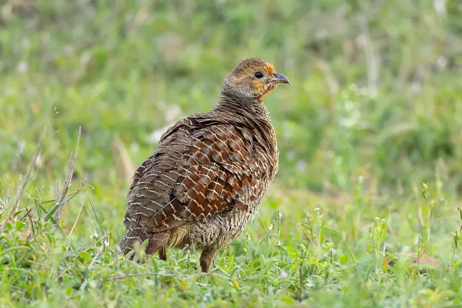 La carte Francolin gris