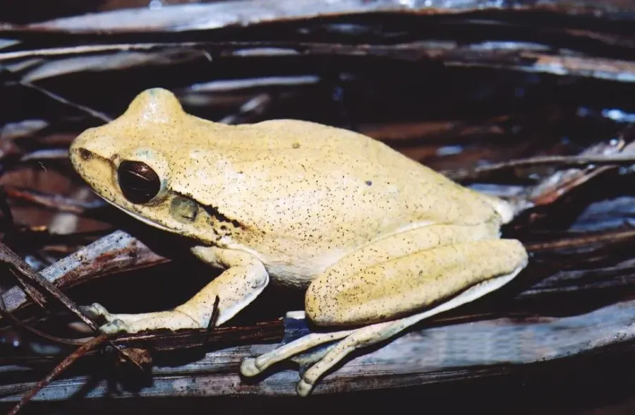 La carte Hypsiboas raniceps