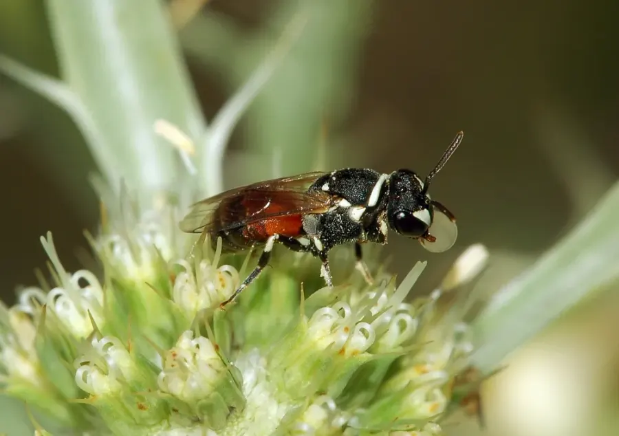 The Hylaeus card