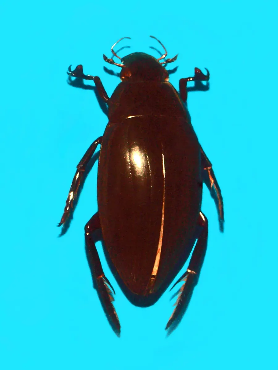 La carte Hydrophilus piceus