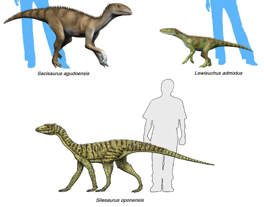 The Silesauridae card