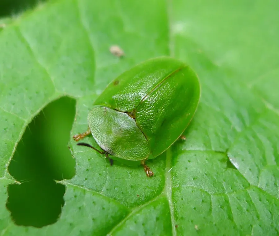 The Cassida viridis card