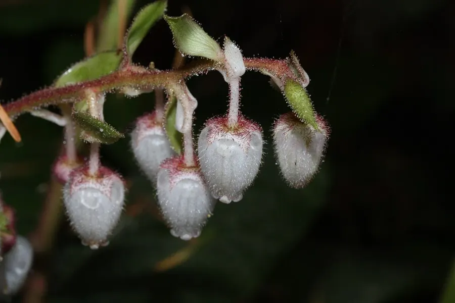 The Gaultheria shallon card