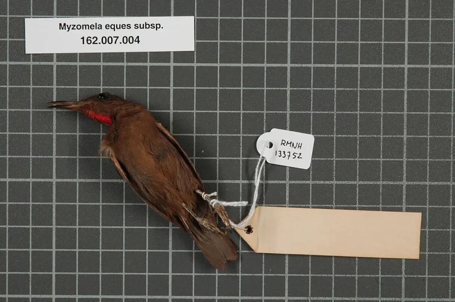 The Ruby-throated myzomela card
