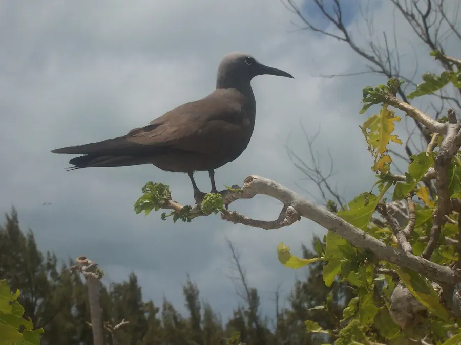 The Lesser noddy card