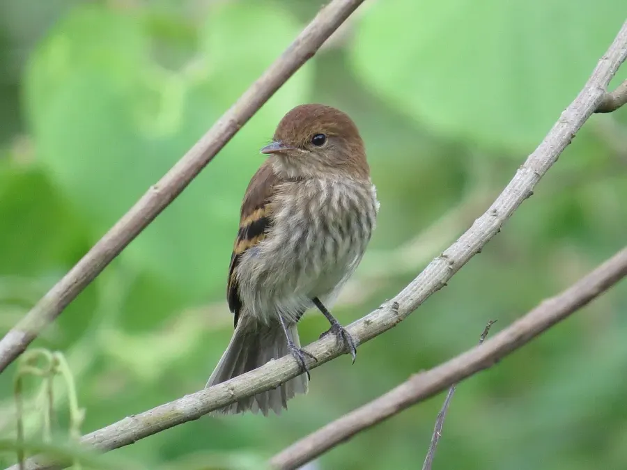 The Bran-colored flycatcher card