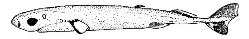La carte Requin pygmée
