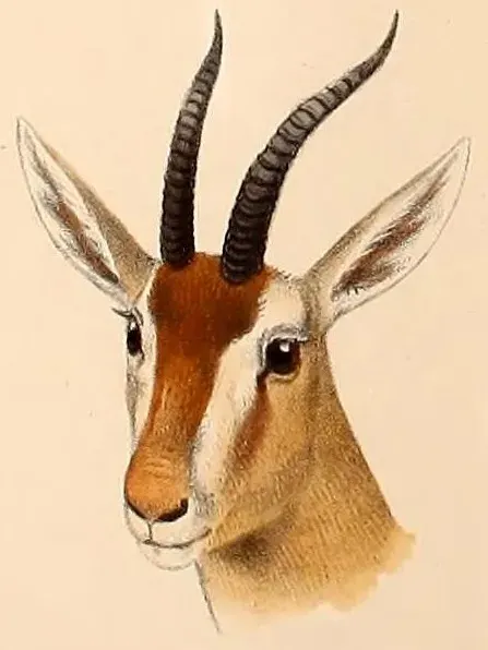 La carte Eudorcas rufina