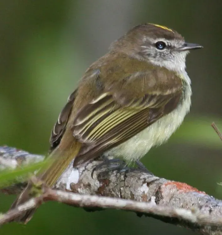 The Jamaican elaenia card
