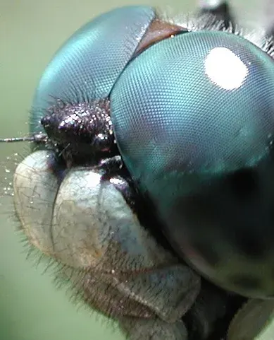 The Compound eye card