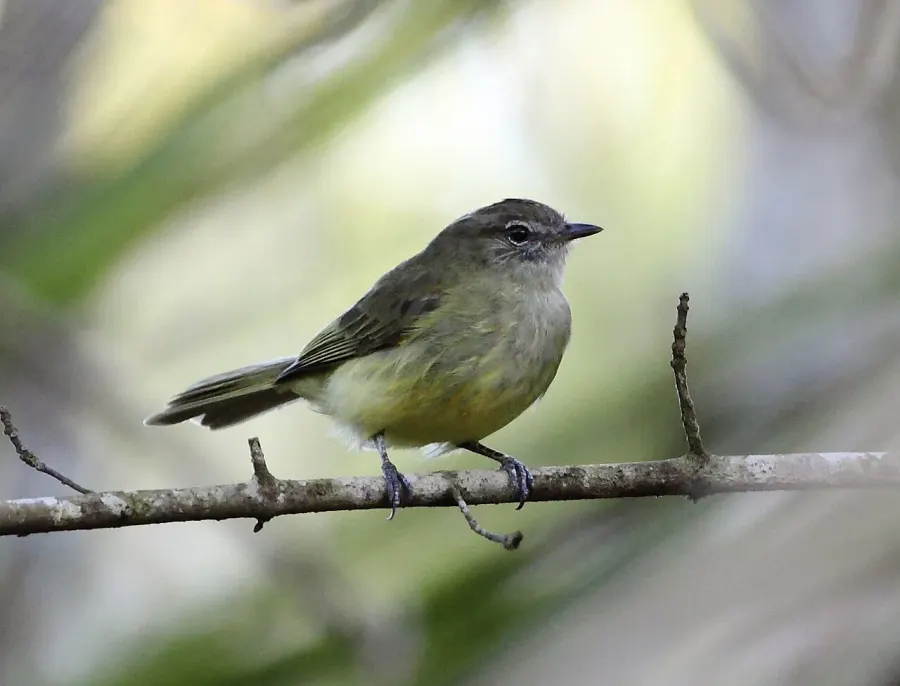 The Greenish elaenia card