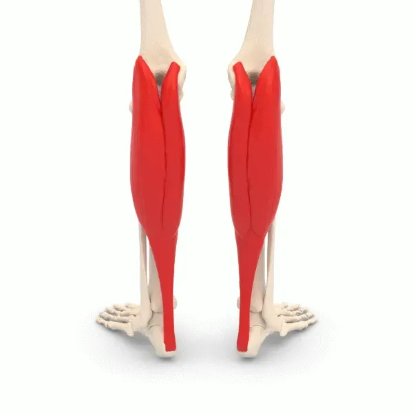The Gastrocnemius muscle card
