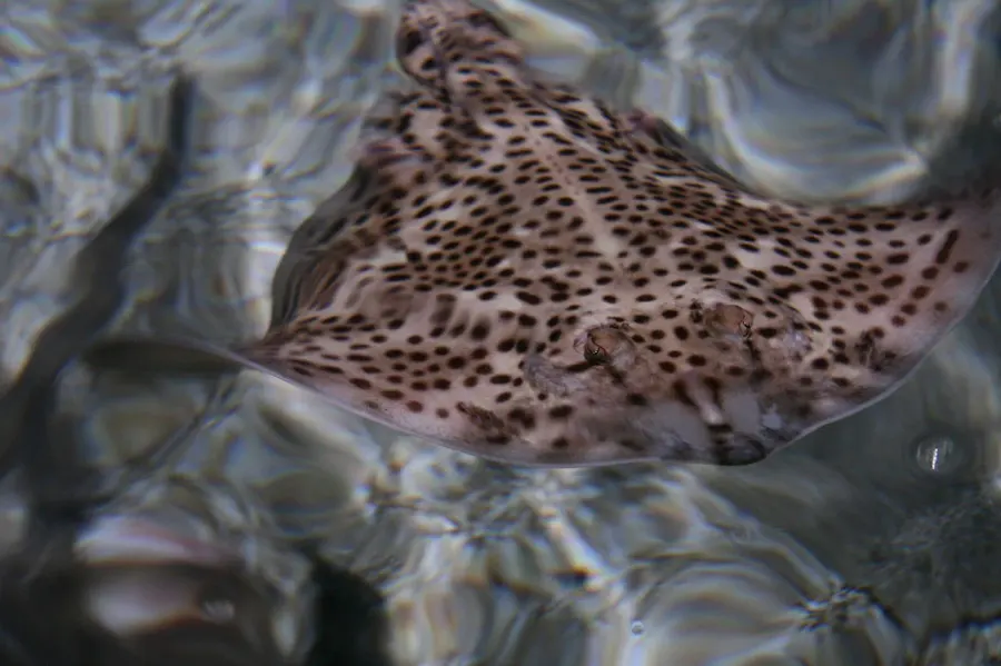 The Spotted ray card