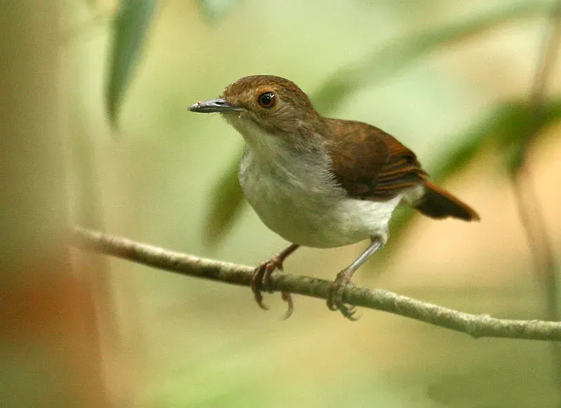 La carte Trichastoma