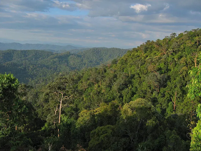 La carte Forêt humide