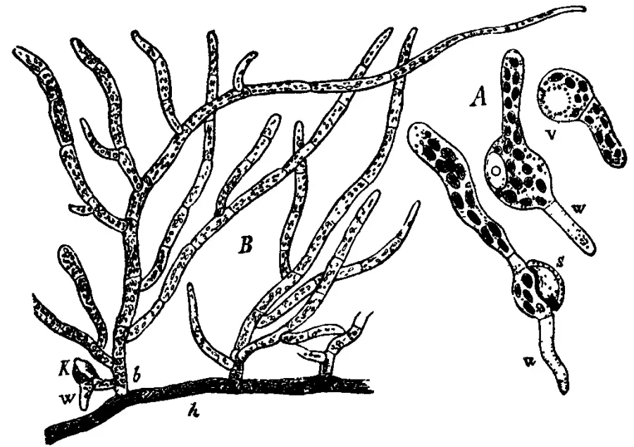 The Rhizoid card