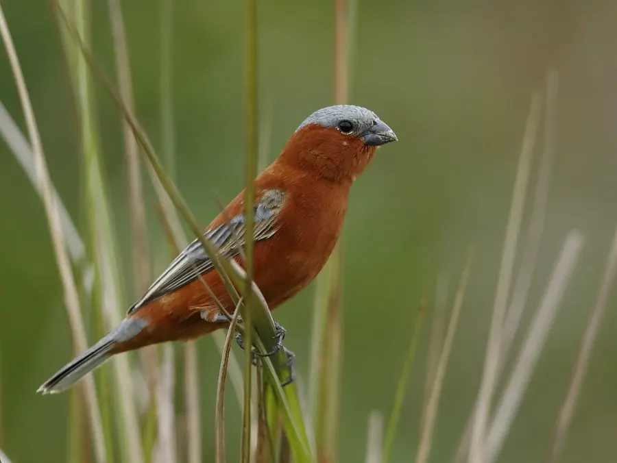 The Chestnut seedeater card