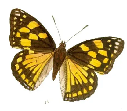 La carte Sephisa