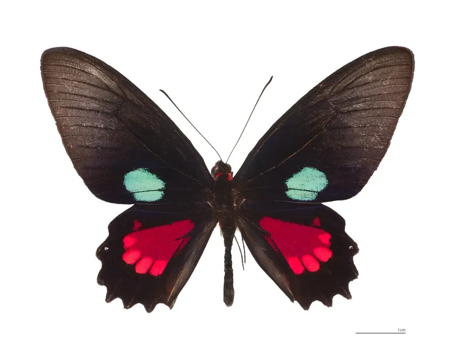 La carte Parides