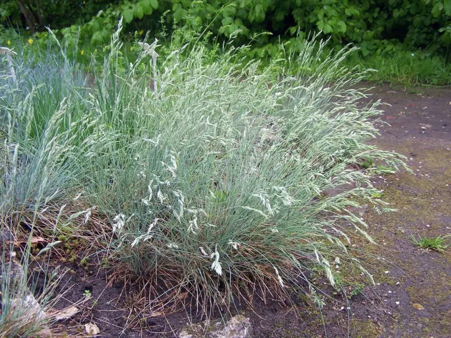 The Festuca glauca card
