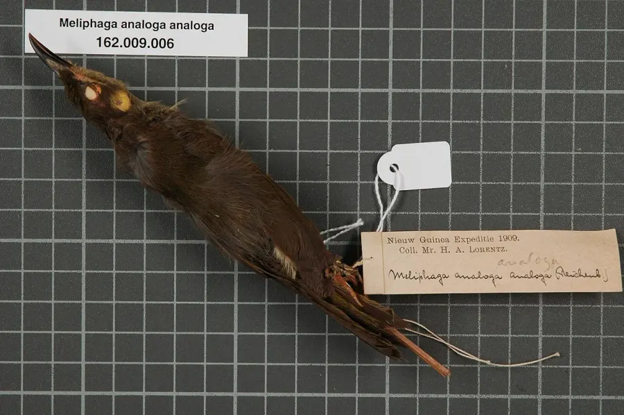 La carte Méliphage sosie