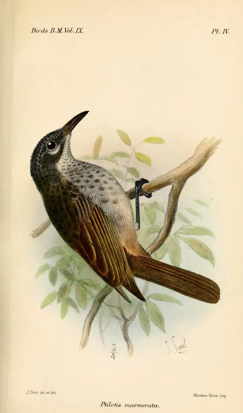 La carte Pycnopygius