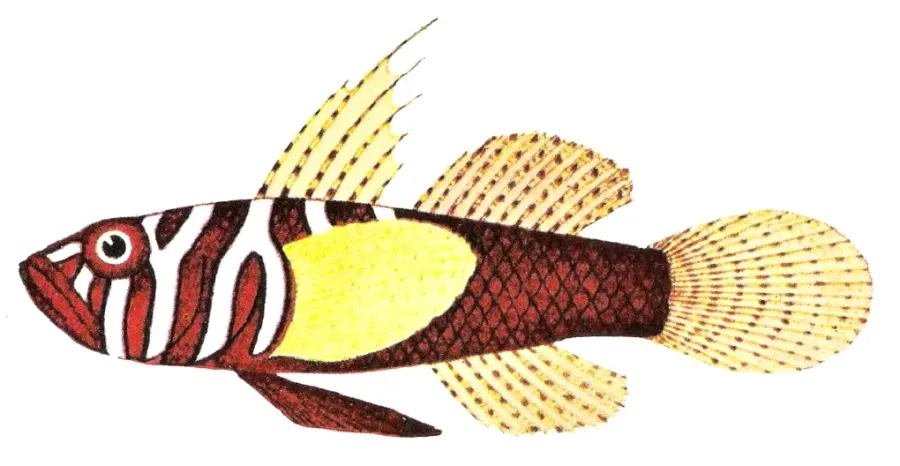 The Priolepis card
