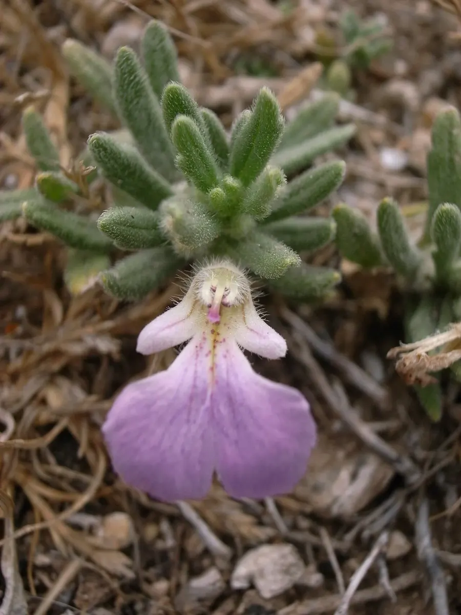 The Ajuga iva card