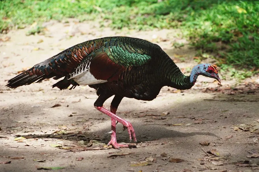 The Ocellated turkey card