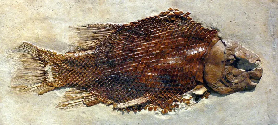 The Semionotiformes card
