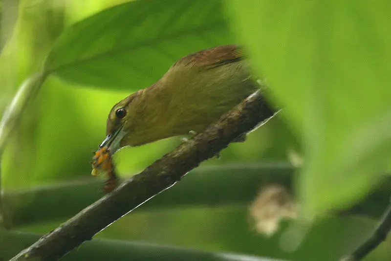 The Russet antshrike card