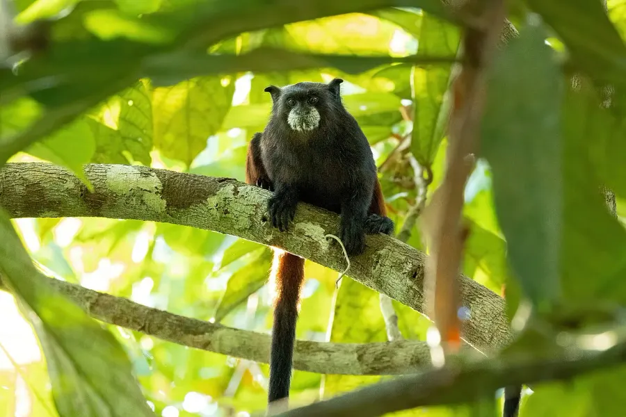 The Brown-mantled tamarin card