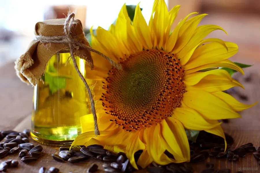 The Sunflower oil card
