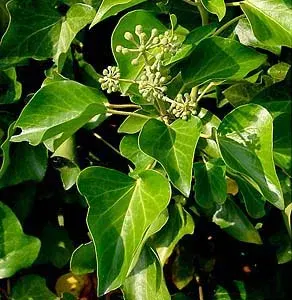 The Hedera hibernica card