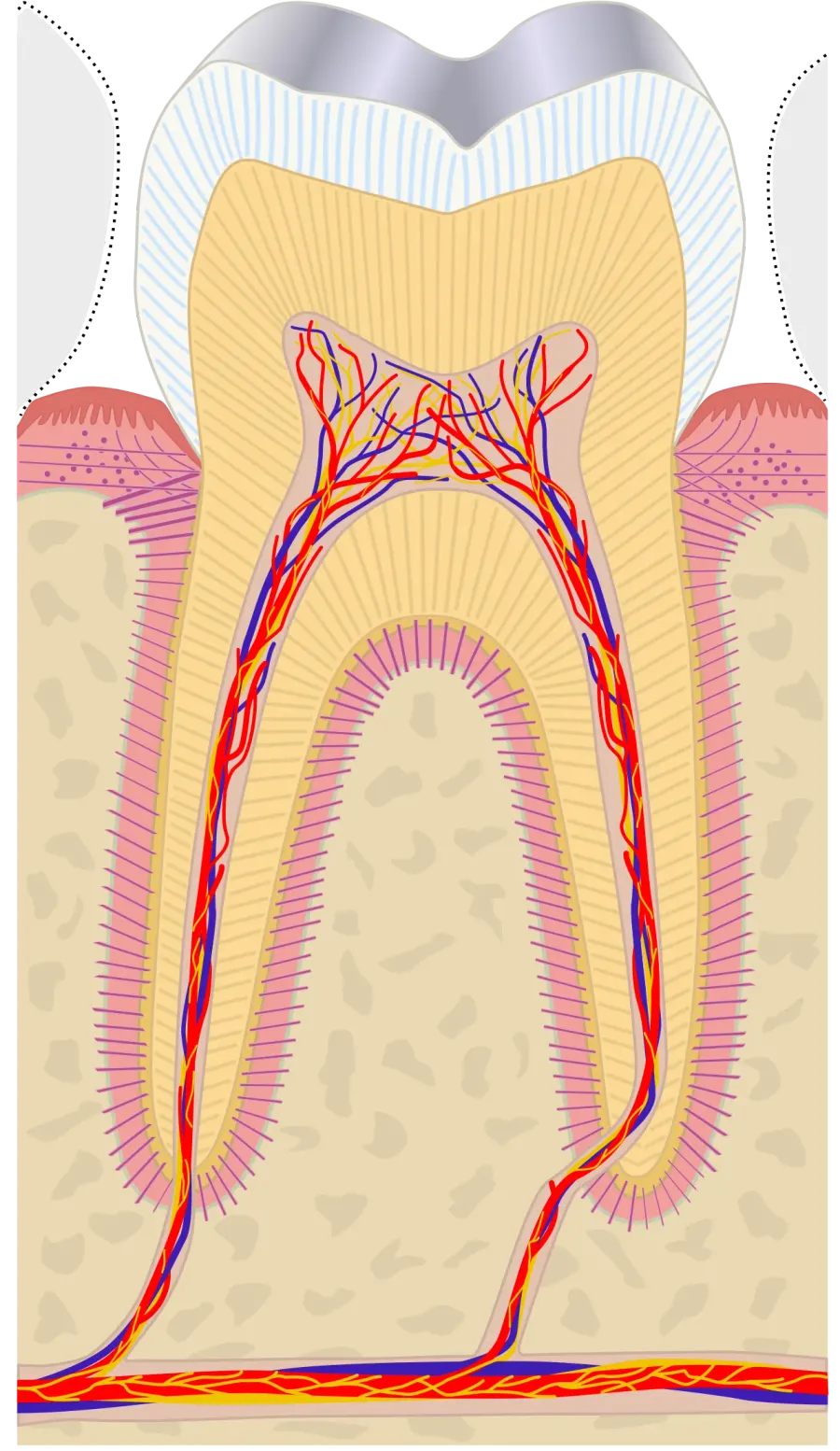 The Dentin hypersensitivity card