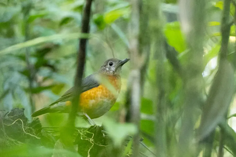 The Everett's thrush card