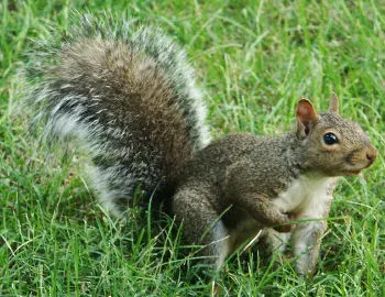 La carte Sciuridae