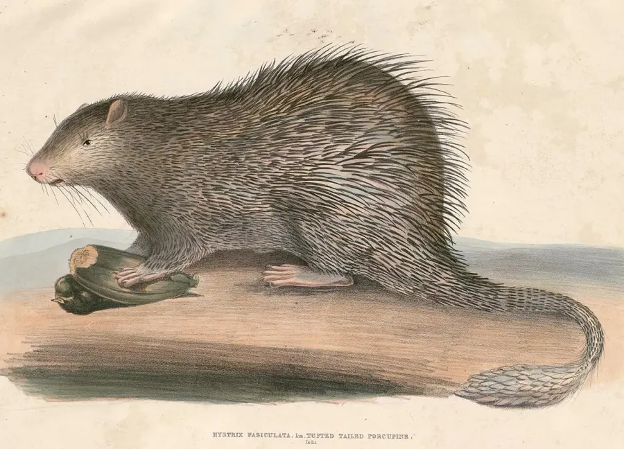 La carte Trichys fasciculata