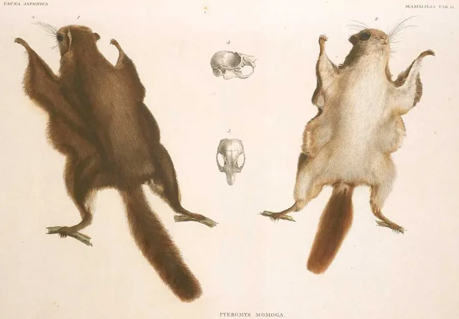 La carte Pteromys