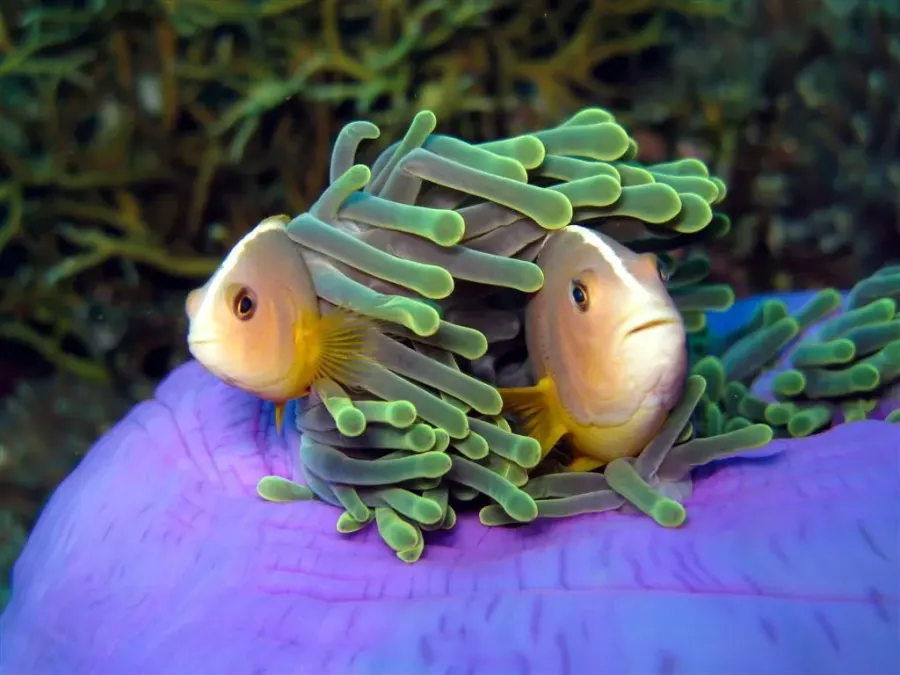 La carte Amphiprion akallopisos