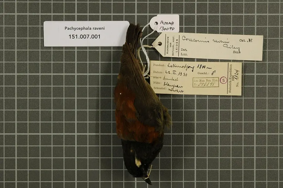 The Maroon-backed whistler card
